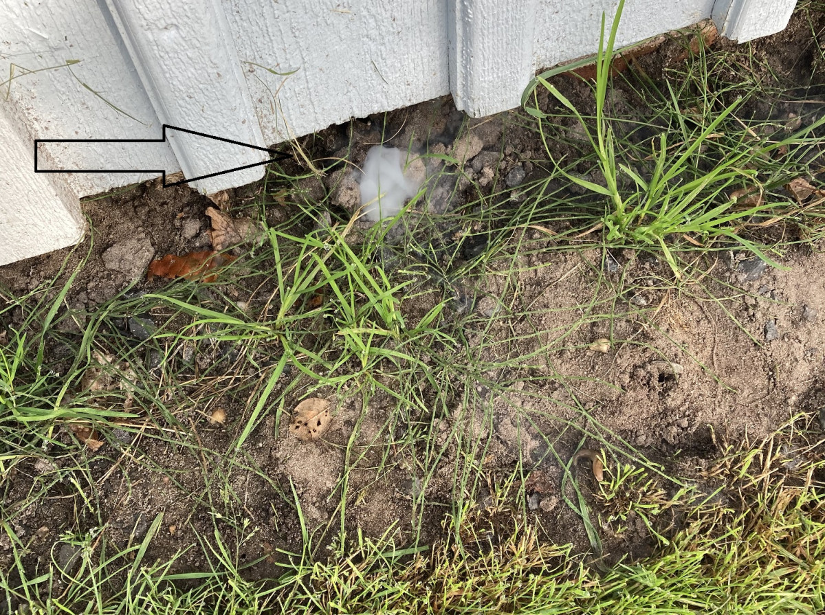 photo - Blom Friesland