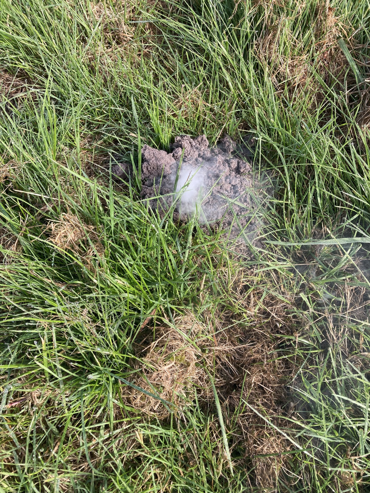 photo - Blom Friesland